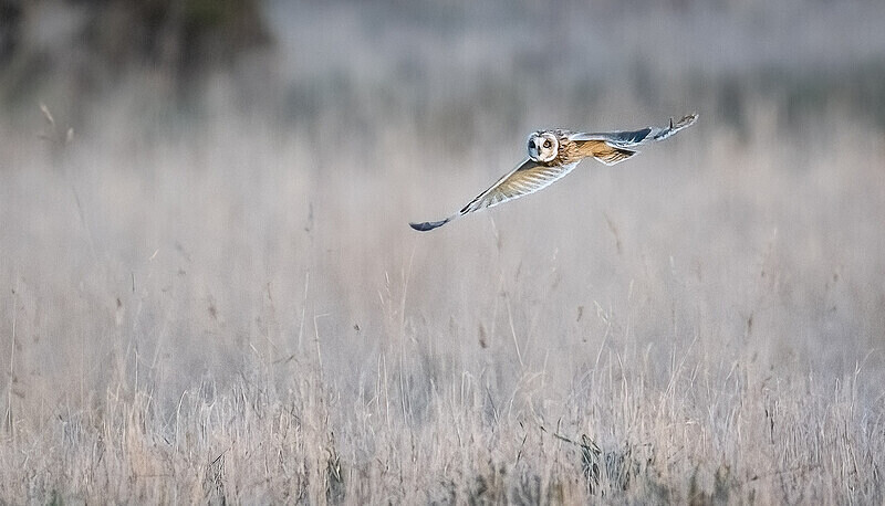  - UK Wildlife