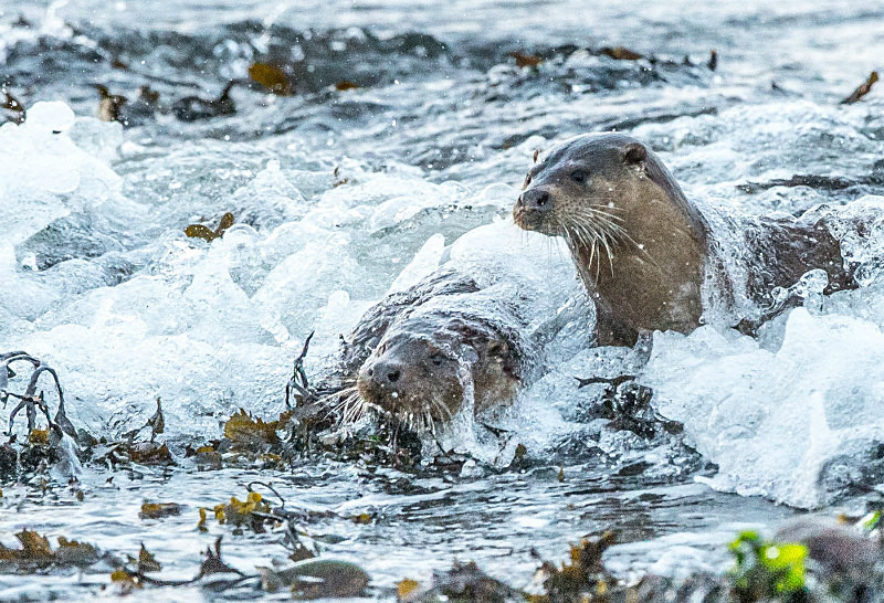  - UK Wildlife