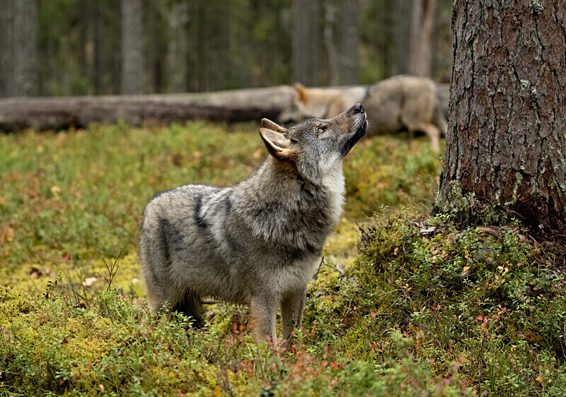  - Finland