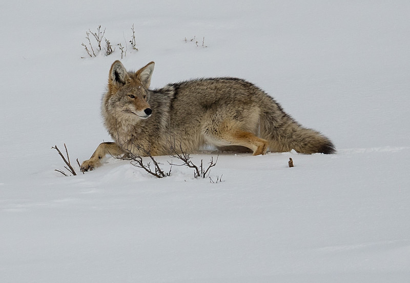  - Yellowstone