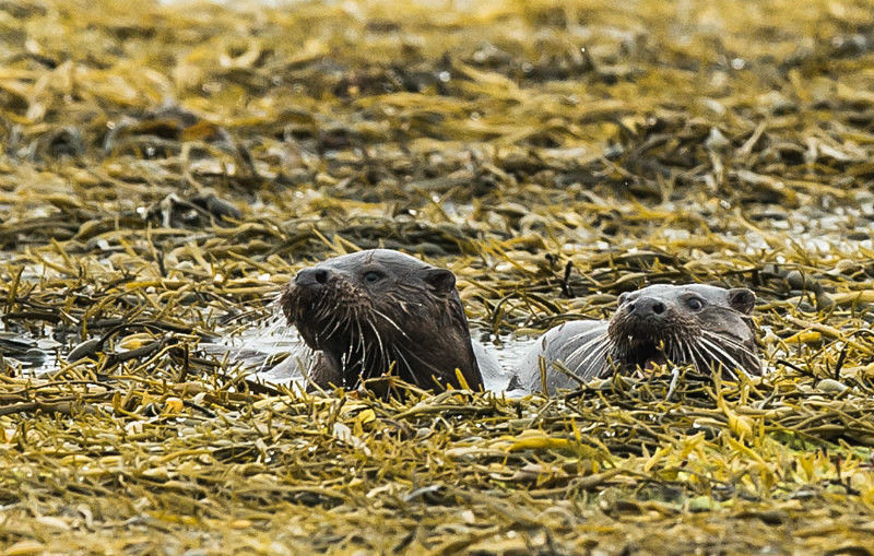  - UK Wildlife