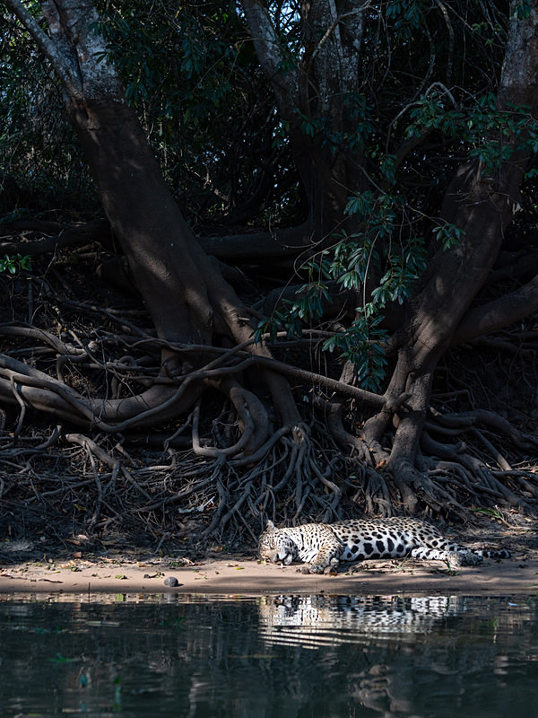  - Pantanal