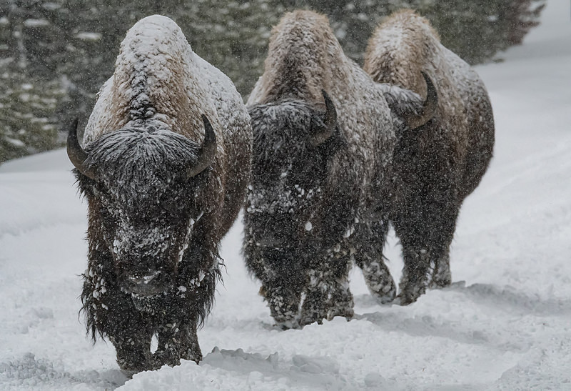  - Yellowstone
