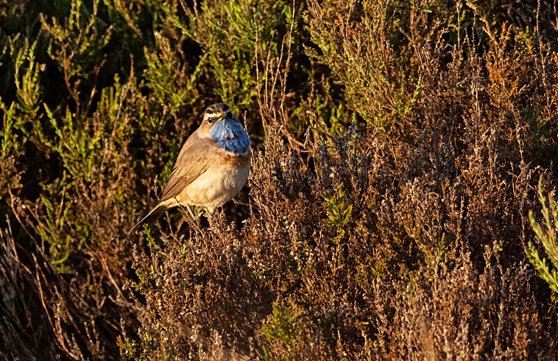  - UK Wildlife