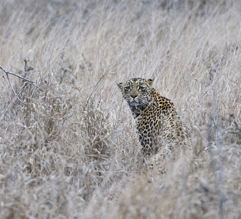 - South Africa