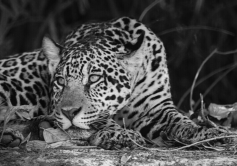  - Monochrome Selection