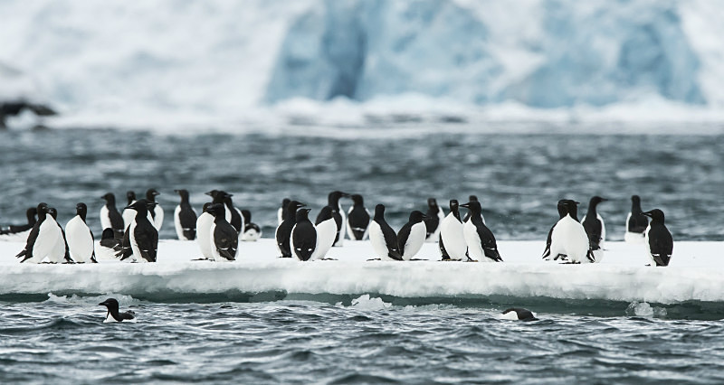  - Arctic