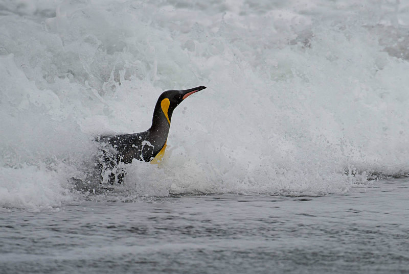  - South Georgia and the Falklands
