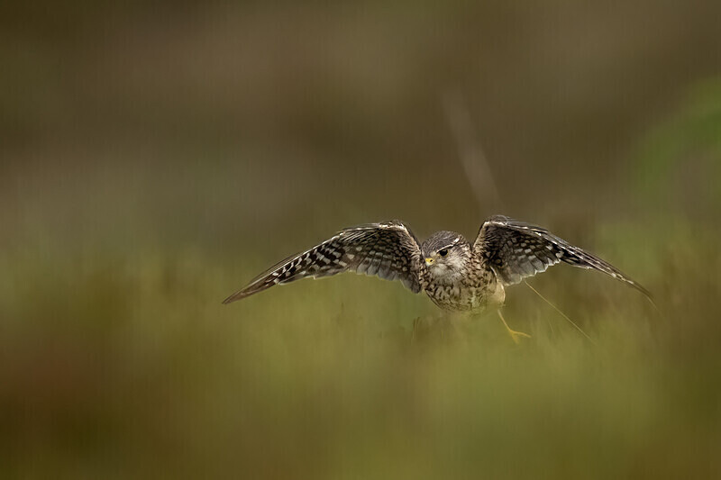  - UK Wildlife