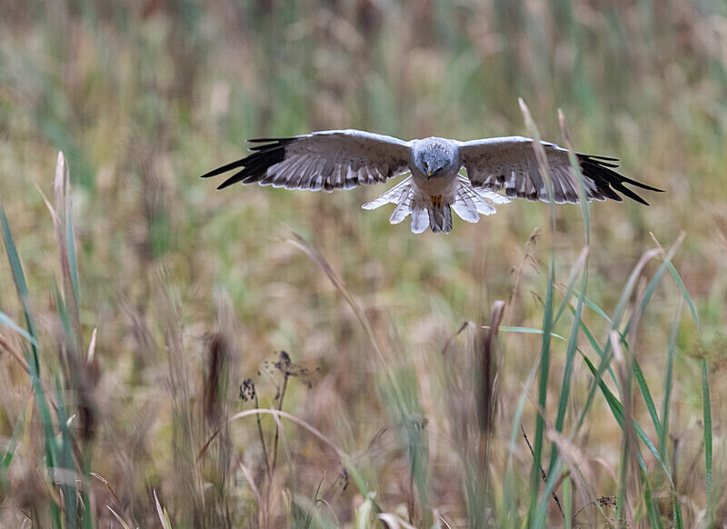  - UK Wildlife
