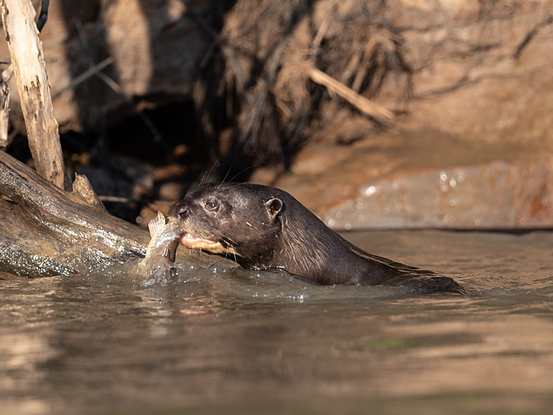  - Pantanal