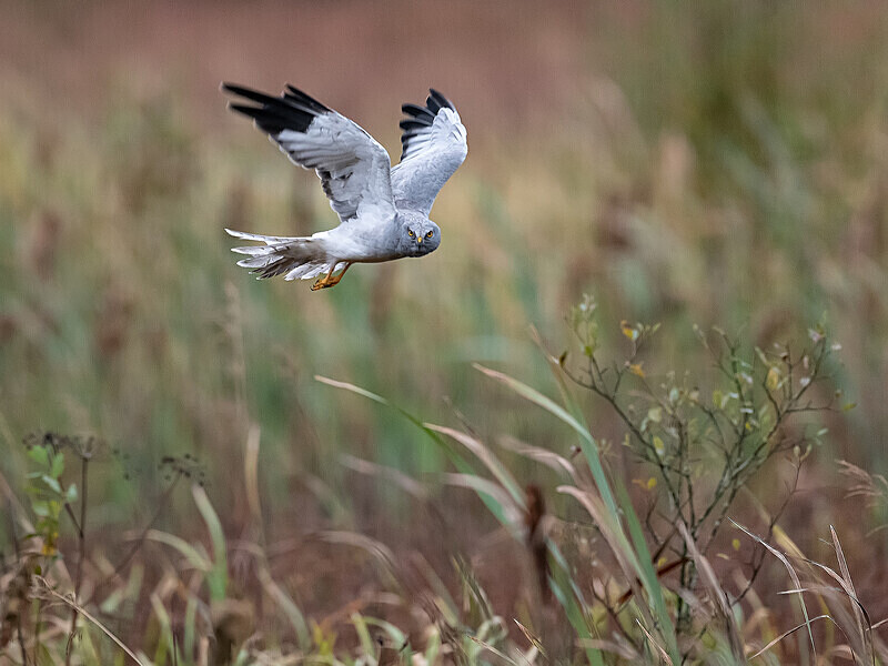  - UK Wildlife