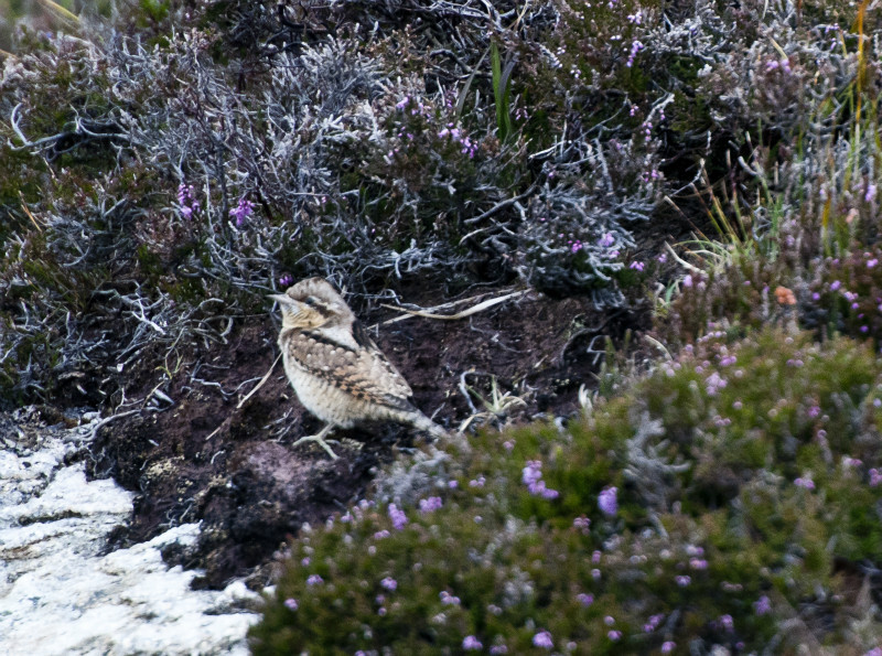 - UK Wildlife
