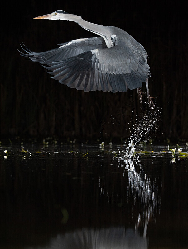  - UK Wildlife