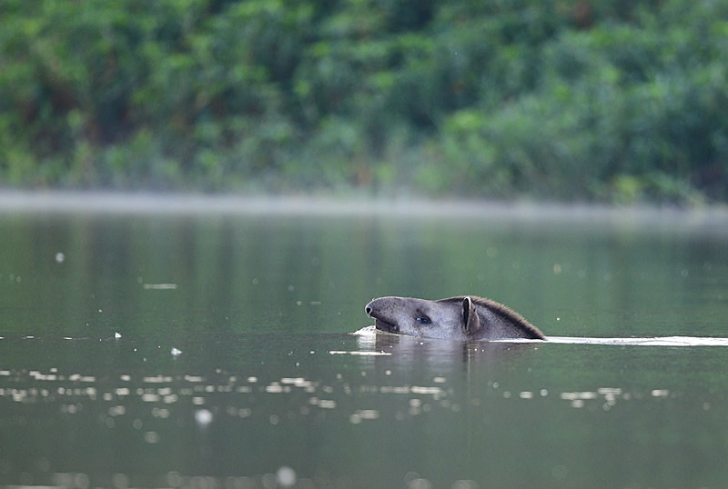  - Pantanal