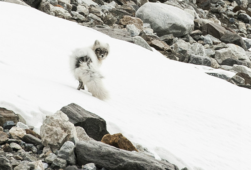  - Arctic