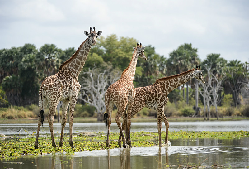  - Tanzanian