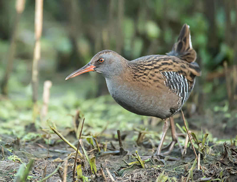  - UK Wildlife