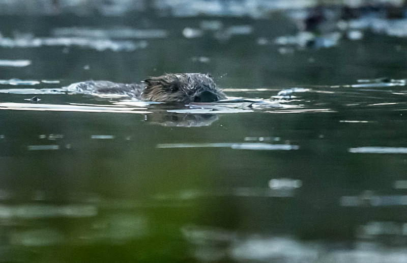  - UK Wildlife