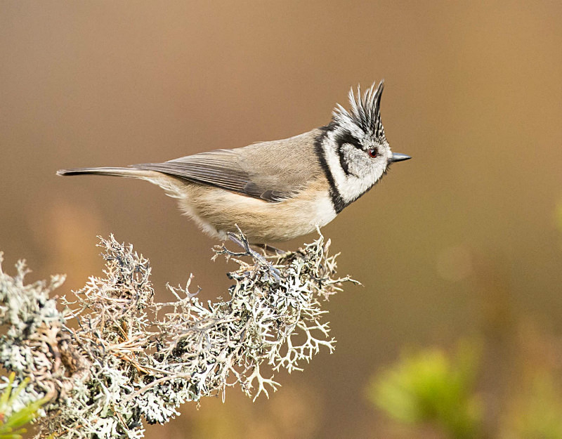  - UK Wildlife