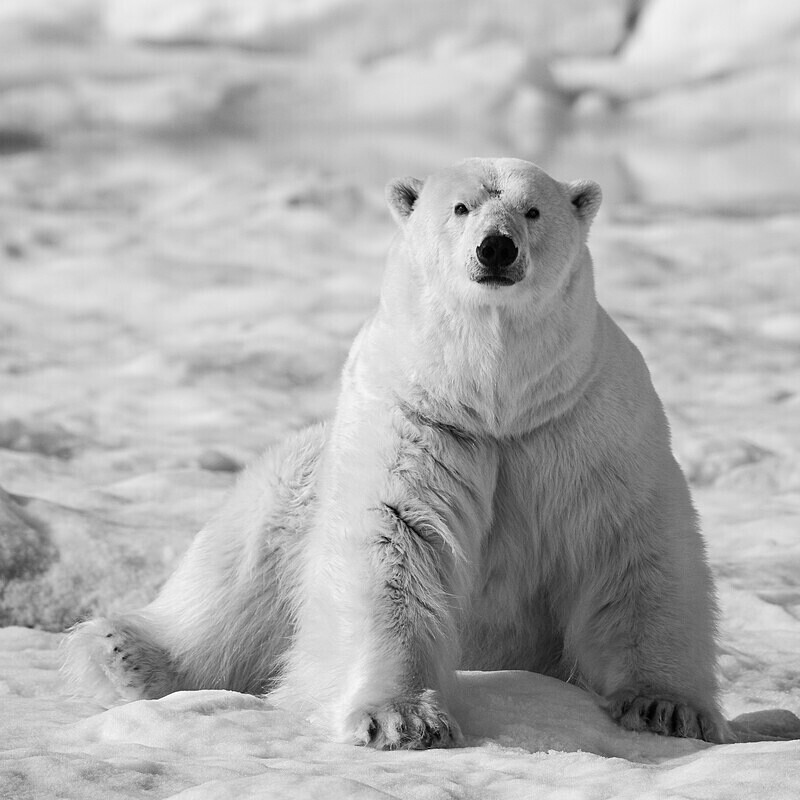  - Monochrome Selection