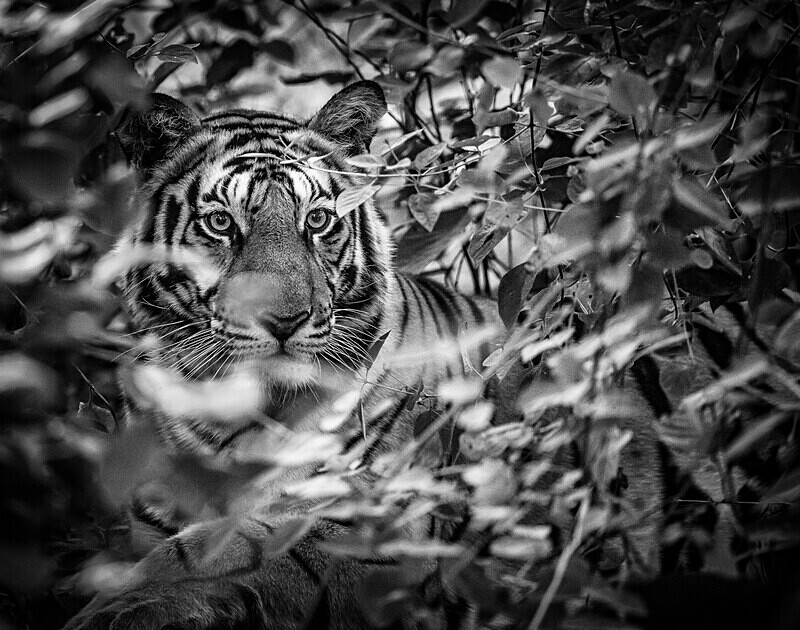  - Monochrome Selection
