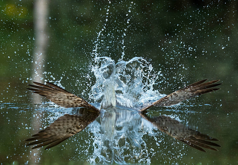  - UK Wildlife