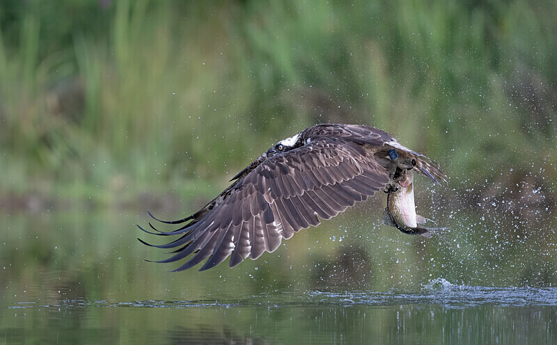  - UK Wildlife