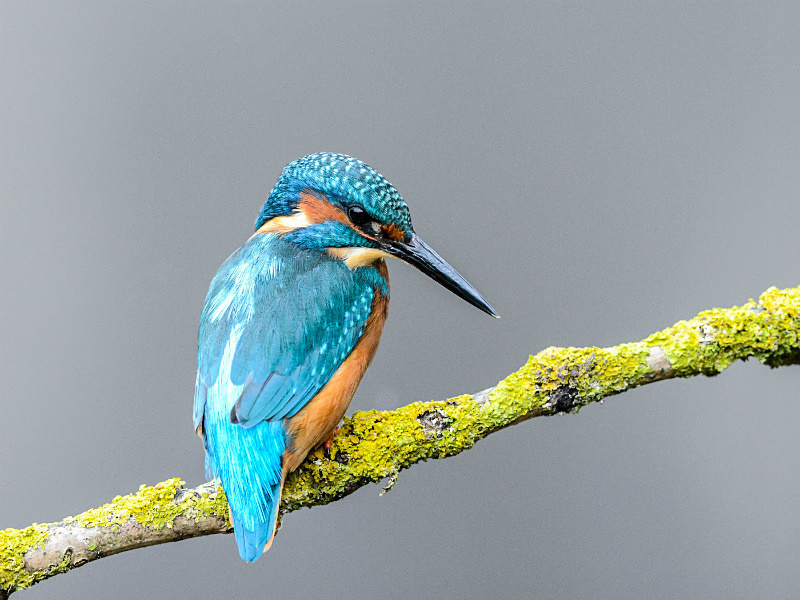  - UK Wildlife