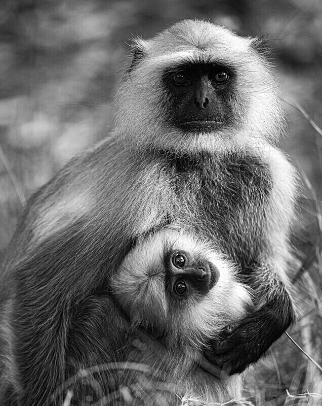  - Monochrome Selection