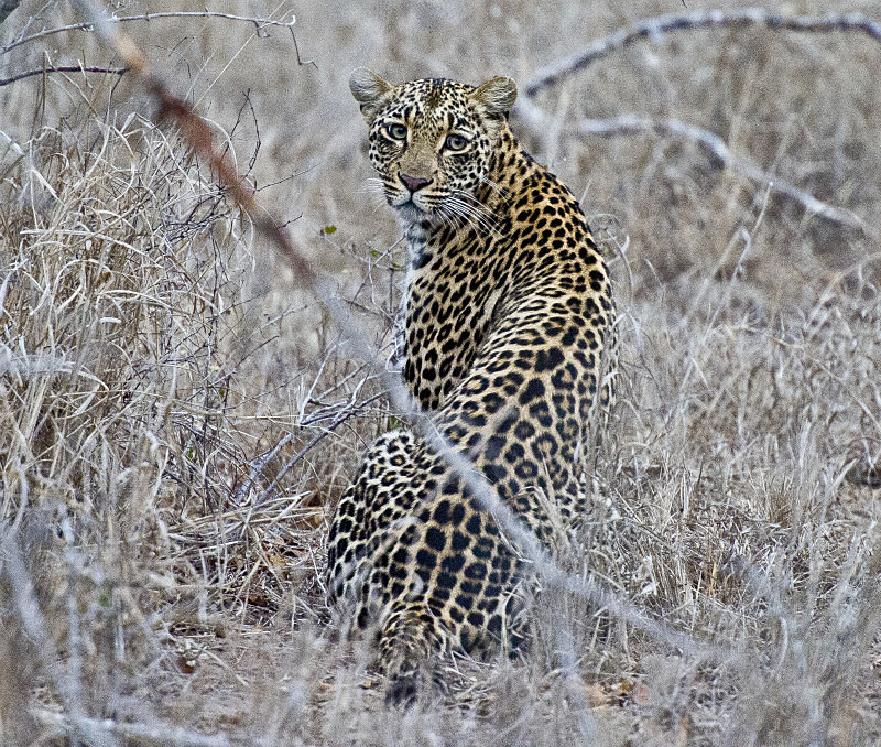  - South Africa
