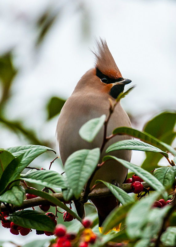  - UK Wildlife