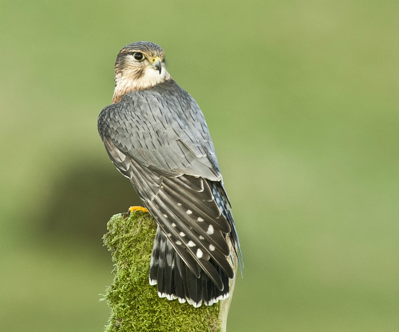  - UK Wildlife