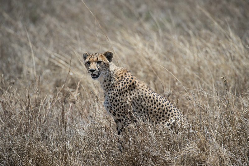  - Tanzanian