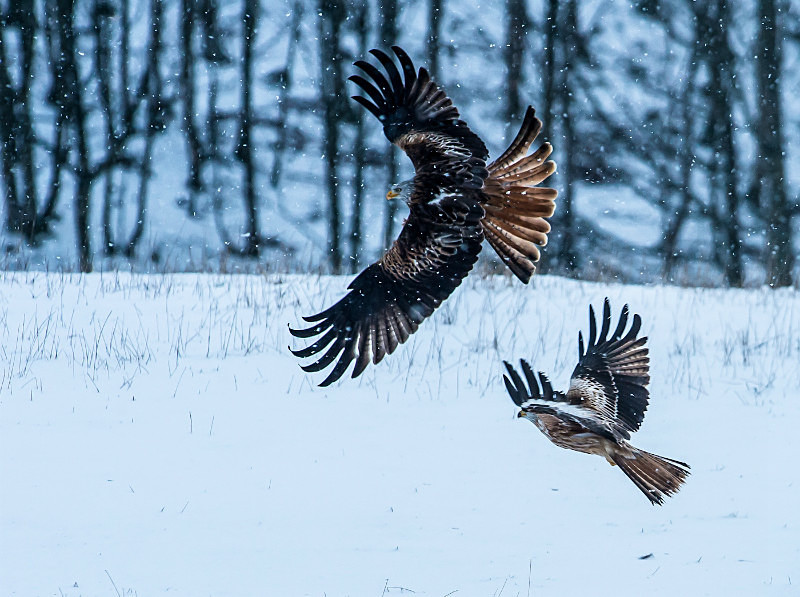  - UK Wildlife