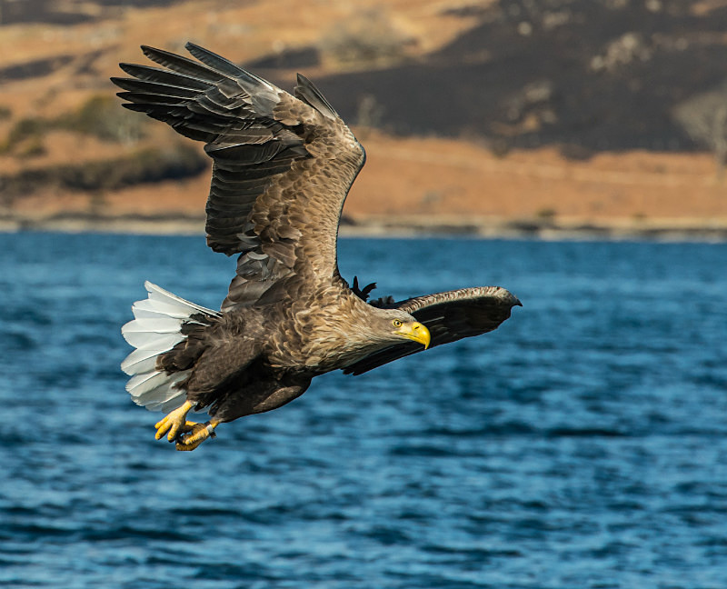  - UK Wildlife