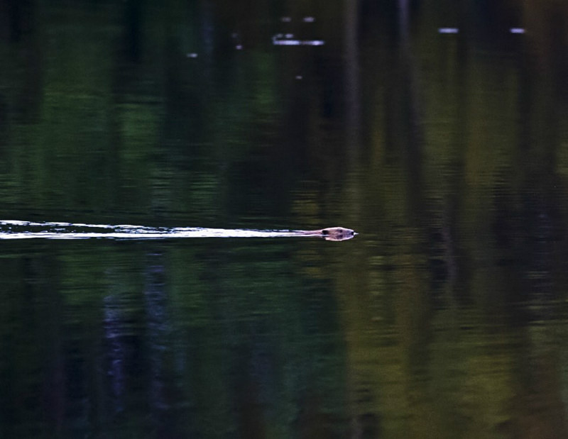  - UK Wildlife