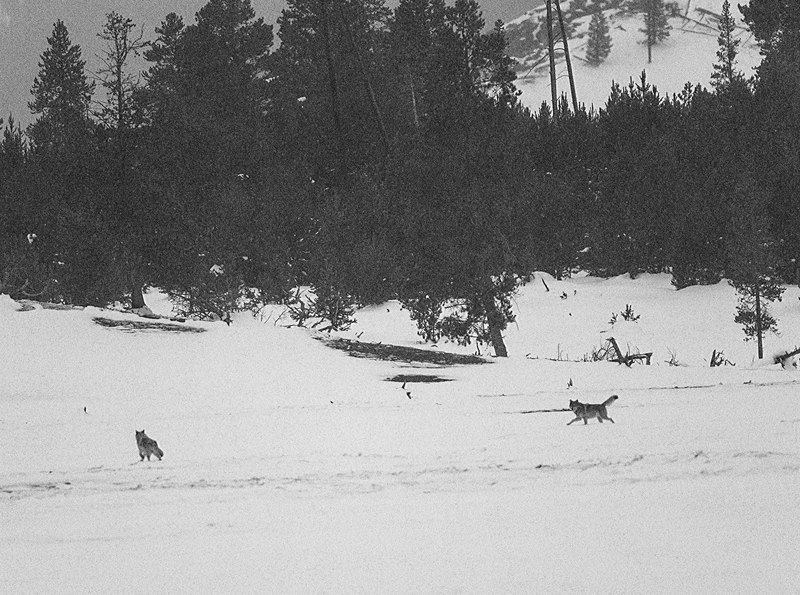  - Yellowstone