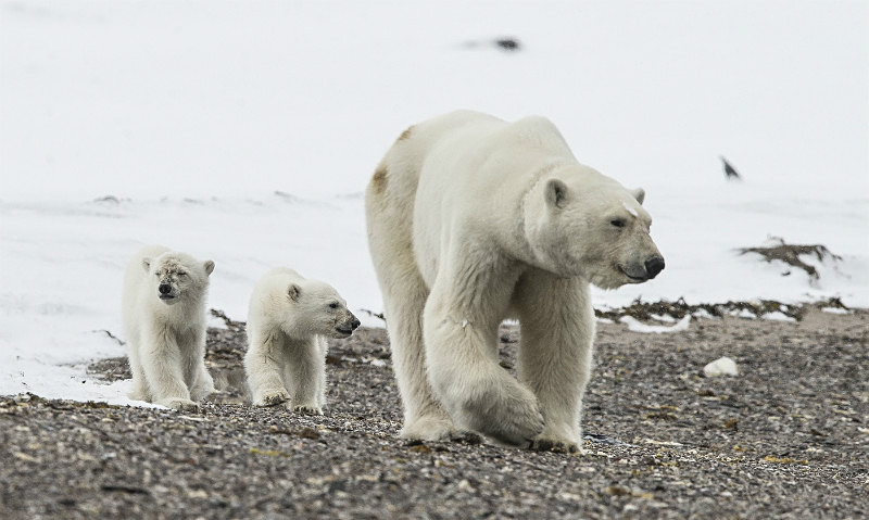  - Arctic