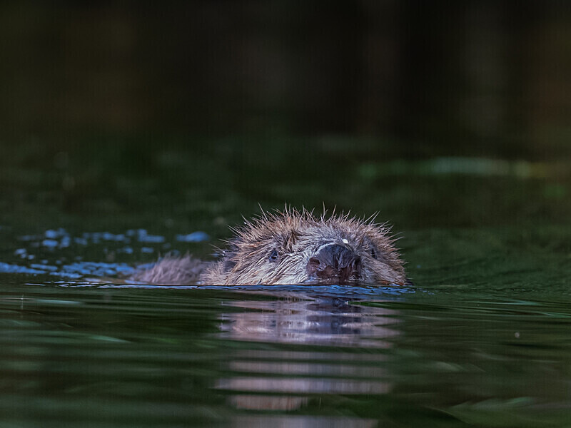  - UK Wildlife