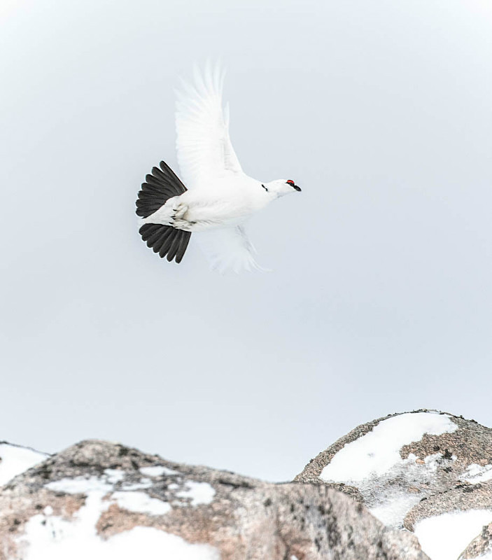  - UK Wildlife
