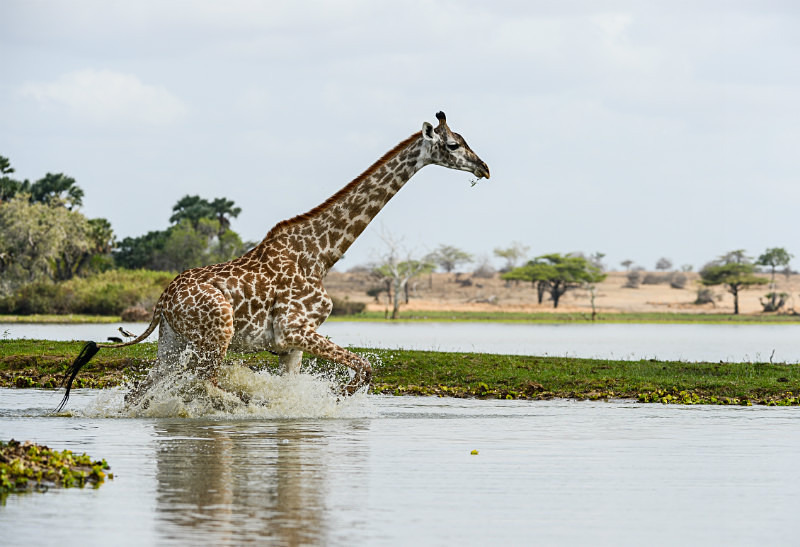  - Tanzanian