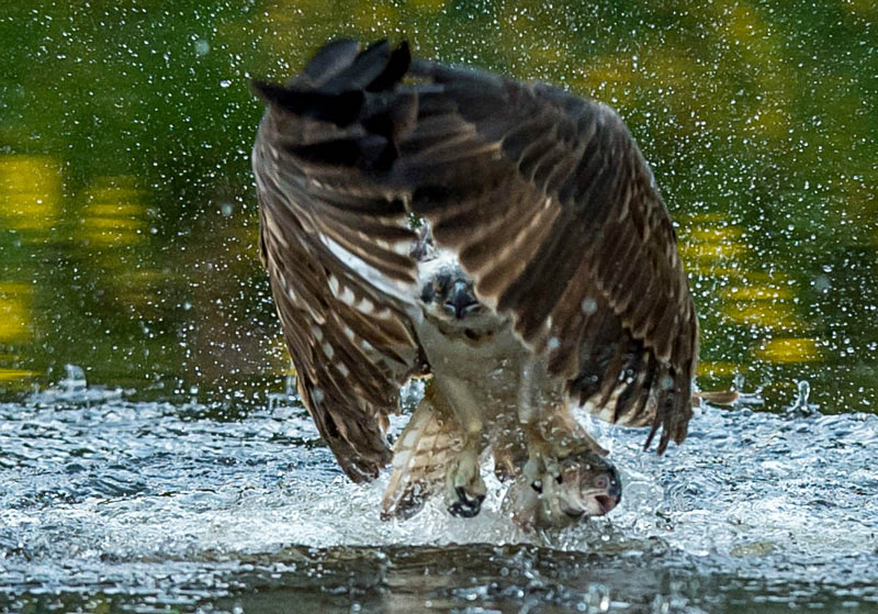  - UK Wildlife