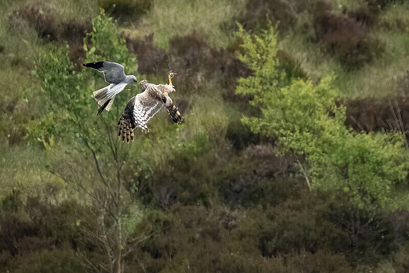  - UK Wildlife
