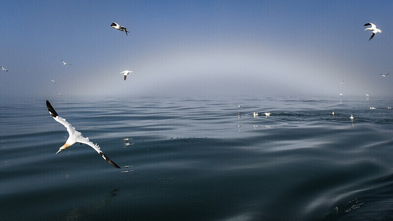  - UK Wildlife
