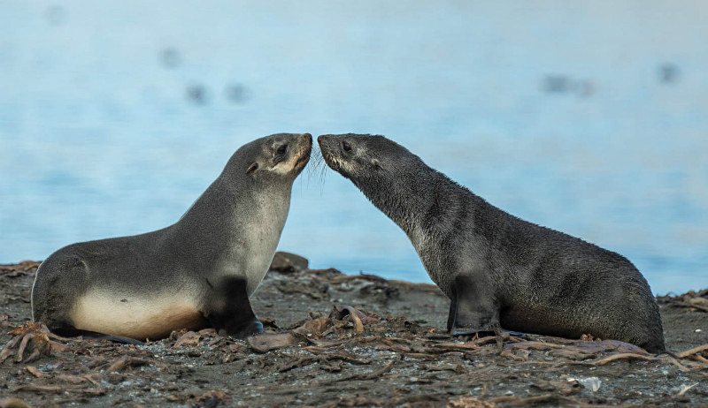  - South Georgia and the Falklands
