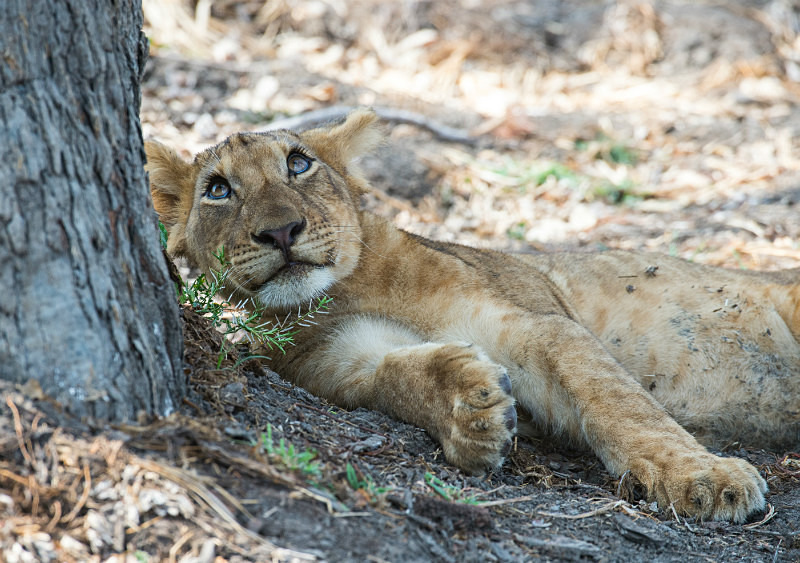  - Tanzanian