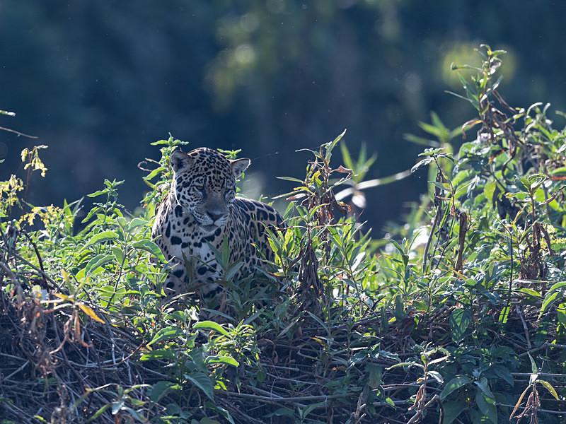 - Pantanal