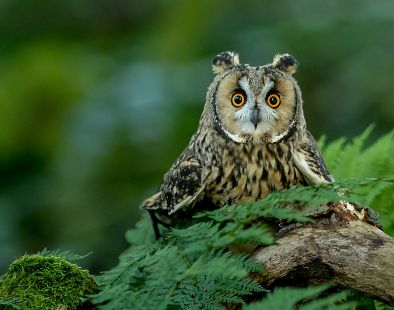  - UK Wildlife