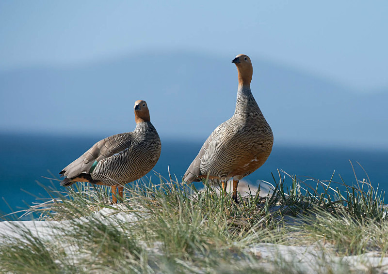  - South Georgia and the Falklands